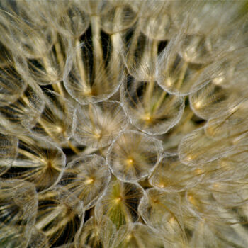 Fotografie mit dem Titel "Dandelion 3" von Zoran Sojic, Original-Kunstwerk