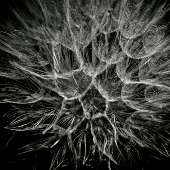 「Dandelion」というタイトルの写真撮影 Zoran Sojicによって, オリジナルのアートワーク