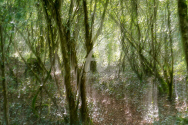 Fotografía titulada "forêt féerique" por A.T Photographie, Obra de arte original, Fotografía digital