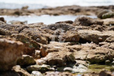 Photographie intitulée "coquillage et crust…" par A.T Photographie, Œuvre d'art originale, Photographie numérique