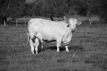 Photographie intitulée "Famille" par A.T Photographie, Œuvre d'art originale, Photographie numérique