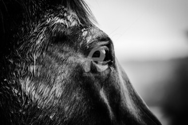 Fotografía titulada "Horse blackandwhite" por A.T Photographie, Obra de arte original, Fotografía digital