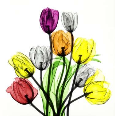 Schilderij getiteld "Tulpenboeket" door A. Van 'T Riet, Origineel Kunstwerk, Foto Montage Gemonteerd op Plexiglas