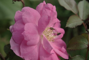 Photography titled "- Insect On Pink Fl…" by Anita Baker, Original Artwork