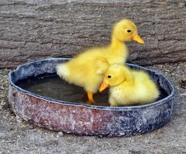 Fotografía titulada "Ducklings" por Askin Ayrancioglu, Obra de arte original, Fotografía digital