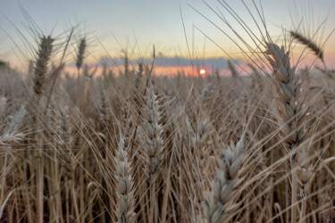 Photography titled "Campos de Trigo" by Abreu, Original Artwork, Digital Photography