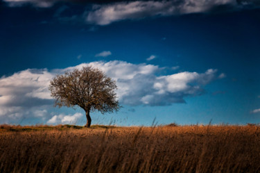 Photography titled "Lonely tree in spri…" by Absenth Photography, Original Artwork