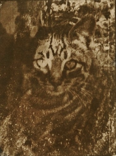 Fotografía titulada "Le petit tigre" por Ariane Canta-Brejnik, Obra de arte original, Fotografía no manipulada