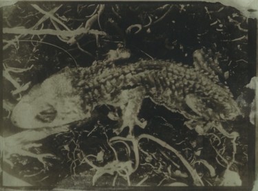 Photographie intitulée "gekko" par Ariane Canta-Brejnik, Œuvre d'art originale, Photographie non manipulée