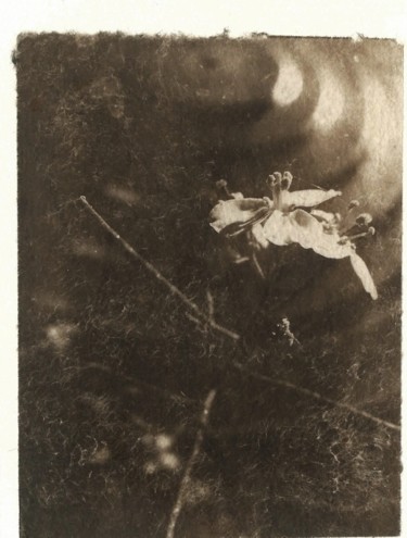 Photographie intitulée "Petite fleur 2" par Ariane Canta-Brejnik, Œuvre d'art originale, Photographie non manipulée