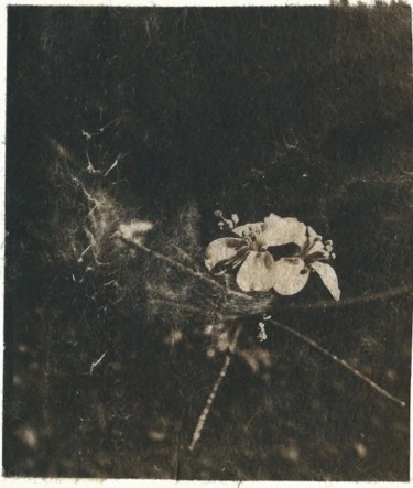 Fotografía titulada "Petite fleur 3" por Ariane Canta-Brejnik, Obra de arte original, Fotografía no manipulada