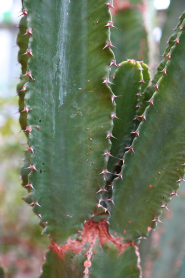 Photographie intitulée "Cactus" par Tensaye, Œuvre d'art originale