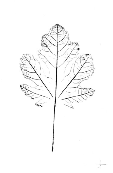 Druckgrafik mit dem Titel "Figuier.I (feuille)" von Adrien Thivolle (l'âge des arbres), Original-Kunstwerk, Tinte