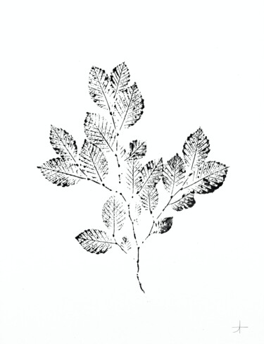 Gravures & estampes intitulée "Charme.I (feuille)" par Adrien Thivolle (l'âge des arbres), Œuvre d'art originale, Encre