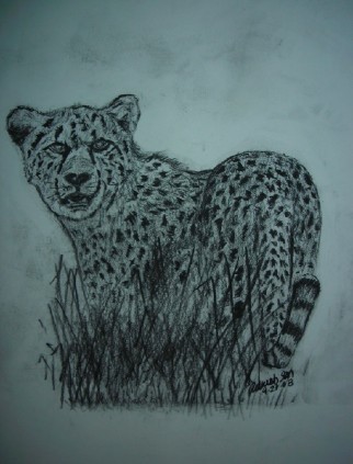 Drawing titled "Cheetah" by Adrish Sen, Original Artwork
