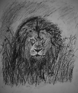 Drawing titled "Lion" by Adrish Sen, Original Artwork, Other
