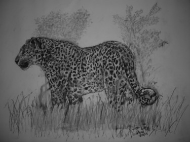 Drawing titled "Indian Panther" by Adrish Sen, Original Artwork