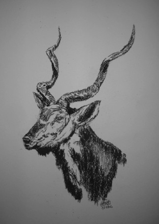 Drawing titled "African Kudu Antelo…" by Adrish Sen, Original Artwork