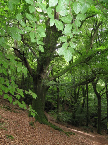 Photographie intitulée "Vert tendre" par Aélys, Œuvre d'art originale, Photographie numérique