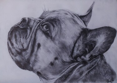 Drawing titled "Bulldog" by África Gil, Original Artwork, Pencil