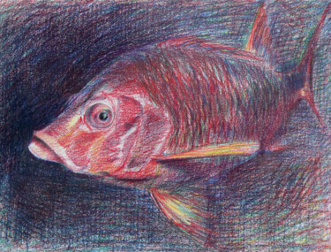 Peinture intitulée "Poisson soldat" par Agnès Grégis (Au pinceau dansant), Œuvre d'art originale, Crayon