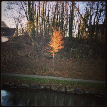 Photographie intitulée "un arbre en automne…" par Agnès M, Œuvre d'art originale