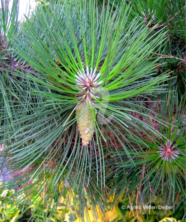 Drawing titled "Pinus - Agnès Velte…" by Agnès Velten Deiber, Original Artwork, Digital Photography