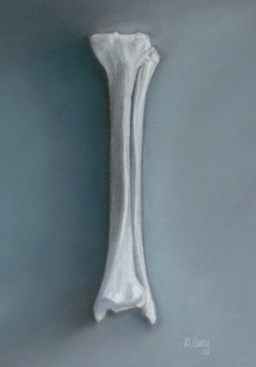 Drawing titled "tibia péroné" by Agnes Corre, Original Artwork