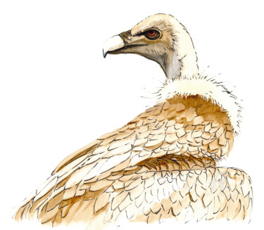 Drawing titled "Sioul le vautour" by Agnès Molinaro, Original Artwork, Watercolor