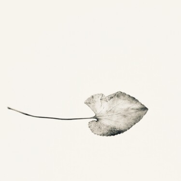 Photographie intitulée "Herbe 2" par Sophie Agogué, Œuvre d'art originale, Photographie numérique
