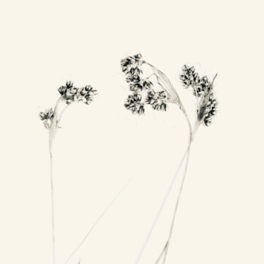 Fotografía titulada "Herbes 3" por Sophie Agogué, Obra de arte original, Fotografía digital