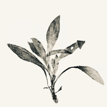 Fotografia intitolato "Herbe 5" da Sophie Agogué, Opera d'arte originale, Fotografia digitale