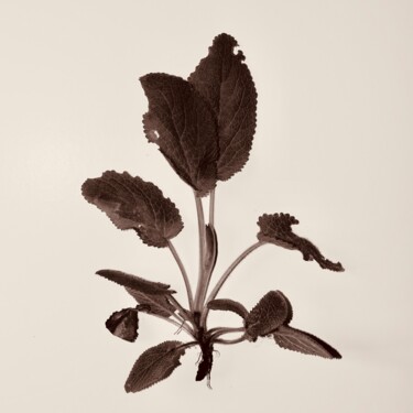 Fotografía titulada "Herbe 6" por Sophie Agogué, Obra de arte original, Fotografía digital