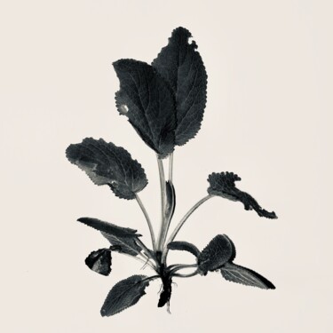 Fotografía titulada "Herbe 7" por Sophie Agogué, Obra de arte original, Fotografía digital