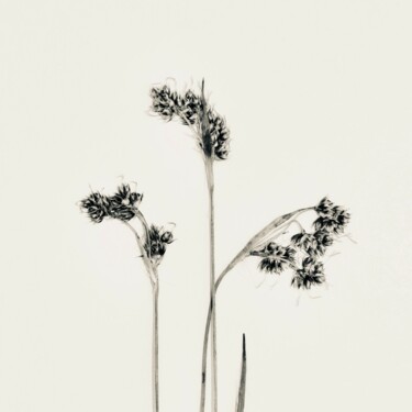 Photographie intitulée "Herbes 13" par Sophie Agogué, Œuvre d'art originale, Photographie numérique