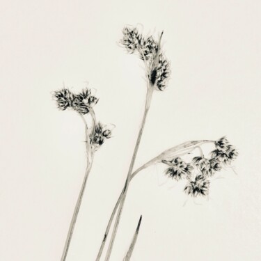 Fotografie getiteld "herbe 14" door Sophie Agogué, Origineel Kunstwerk, Digitale fotografie