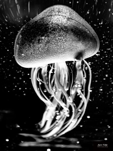 Photography titled "Transparence aquati…" by Agron Salija, Original Artwork, Digital Photography