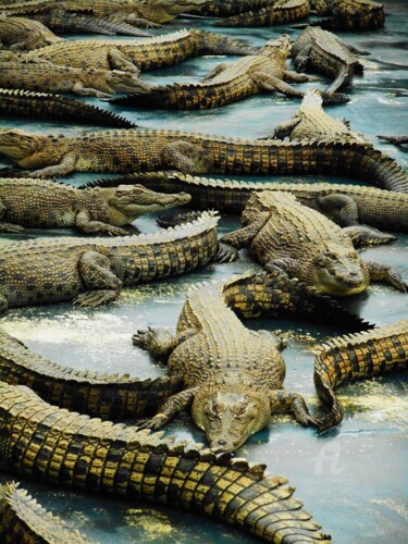 Photographie intitulée "Ferme de crocodiles" par A Guerard, Œuvre d'art originale