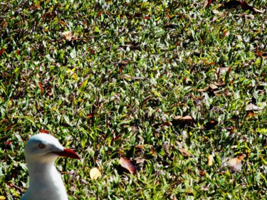 Photographie intitulée "Mouette sur herbe" par A Guerard, Œuvre d'art originale