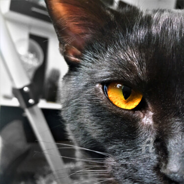 Photographie intitulée "The cat selfie" par A Guerard, Œuvre d'art originale