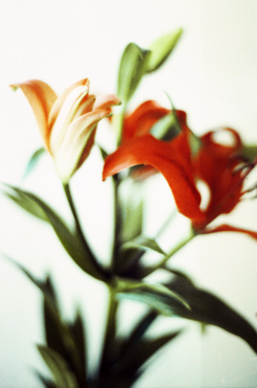 Photographie intitulée "Flower" par Agustín Armanino Méndez, Œuvre d'art originale, Photographie argentique