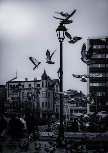 Fotografía titulada "the sound of wings" por Ahmet Reha Demir, Obra de arte original, Fotografía no manipulada