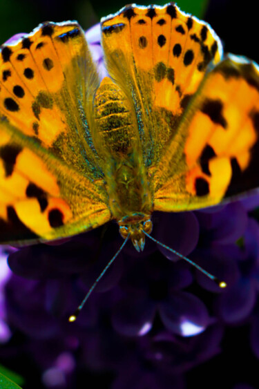 Photographie intitulée "butterfly! flying c…" par Ahmet Reha Demir, Œuvre d'art originale, Photographie non manipulée