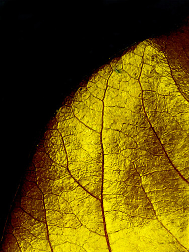 Fotografie getiteld "gold leaf" door Ahmet Reha Demir, Origineel Kunstwerk, Niet gemanipuleerde fotografie