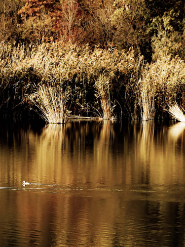 Photography titled "golden reflections" by Ahmet Reha Demir, Original Artwork, Non Manipulated Photography