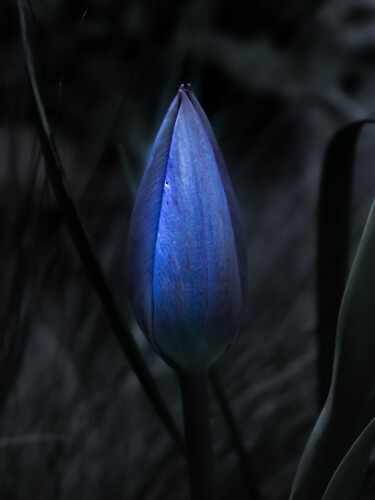 Fotografía titulada "the shining purple…" por Ahmet Reha Demir, Obra de arte original, Fotografía no manipulada