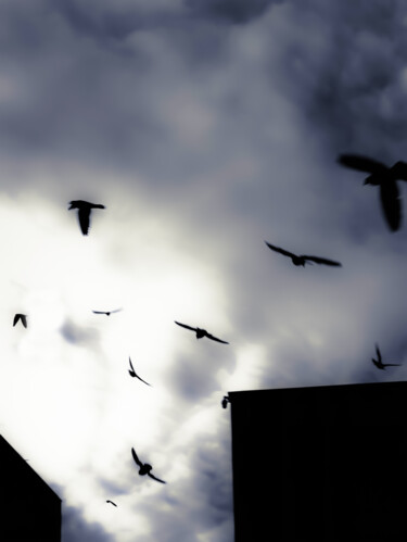 Photography titled "flyin away" by Ahmet Reha Demir, Original Artwork, Non Manipulated Photography