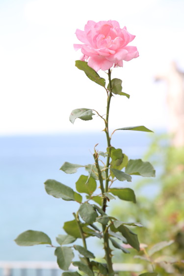 Fotografie getiteld "rose" door Ahmet Cihan Güçkan, Origineel Kunstwerk, Digitale fotografie