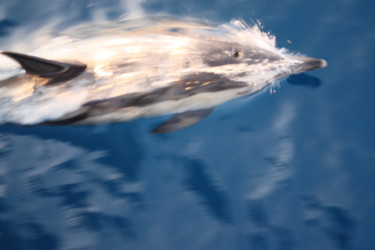 Fotografie mit dem Titel "dolphin" von Ahmet Cihan Güçkan, Original-Kunstwerk, Digitale Fotografie