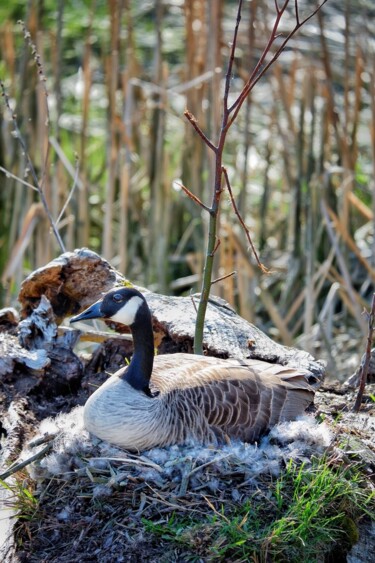 Photography titled "Goose a Nest" by Aiyana Gagnon, Original Artwork, Digital Photography